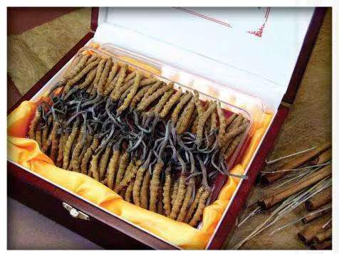 绵阳冬虫夏草回收?